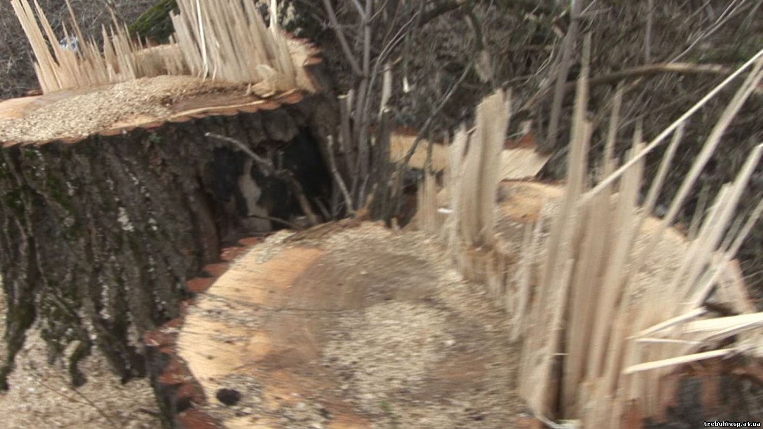 Вирубка дерев по автодорозі Требухів-Бровари